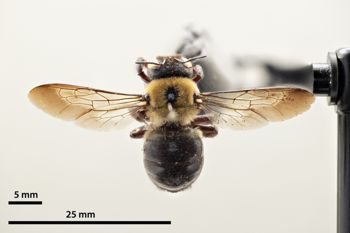 Media type: image;   Entomology 810635 Aspect: habitus dorsal view
